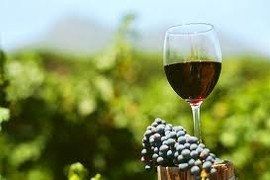 Privater Weintour Tokaj und Eger - Der Wein aus Eger