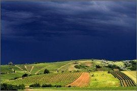 Privater Weintour Tokaj und Eger - Tokajer Weinregion