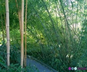 Bambù nel giardino botanico