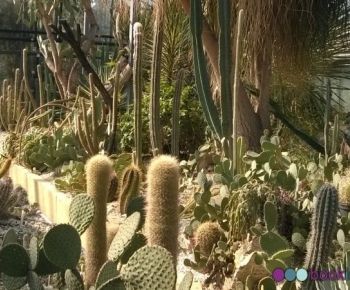 Giardino botanico, casa cactus