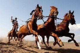 Частные экскурсии в пустыню- выставка лошадей