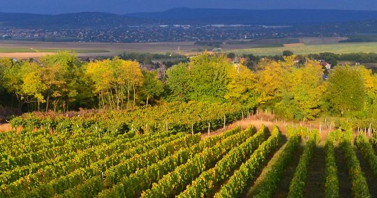 Dégustation de vins Etyek