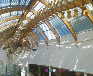 Museo de Ciencias Naturales de Hungría, Esqueleto ballena acanalada, Budapest