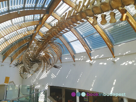 Museo di Storia Naturale Ungherese, ingresso museo, Scheletro balena scanalata, Museo Ungherese delle Scienze Naturali